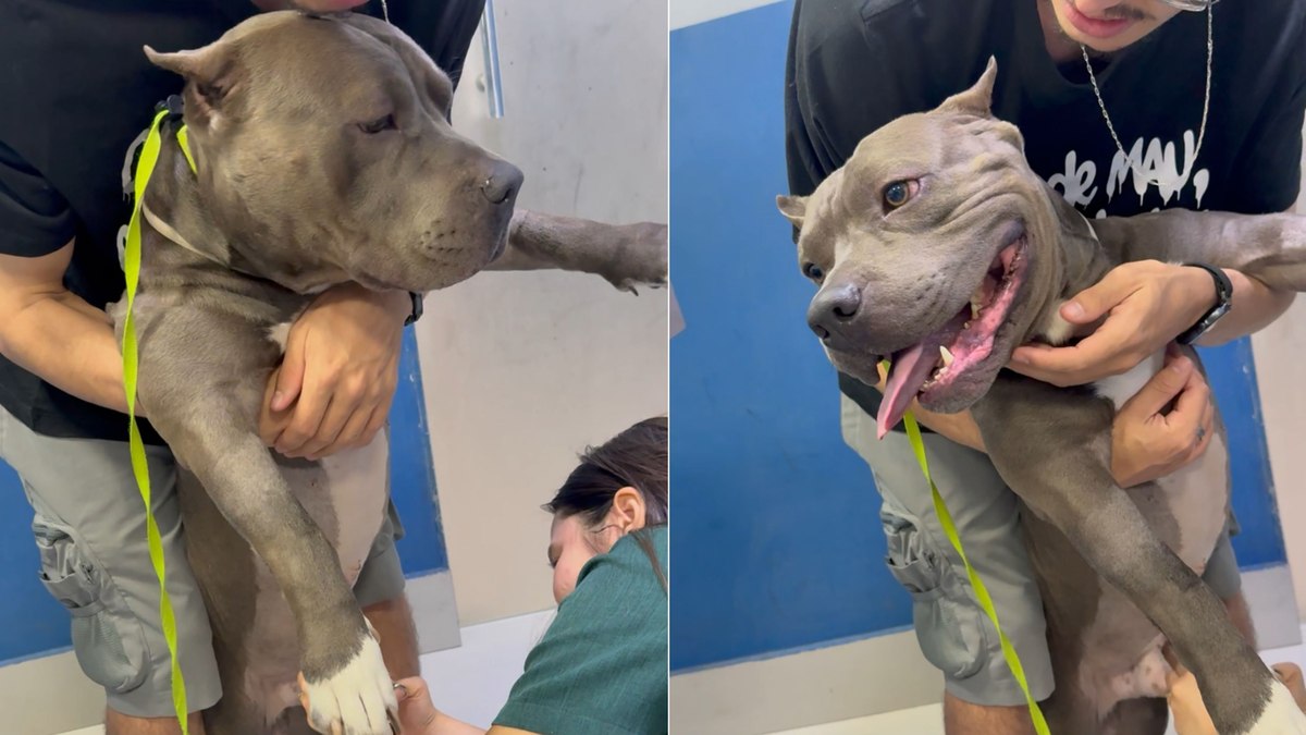 American Bully mantém “sorrisão” na hora de tirar pontos