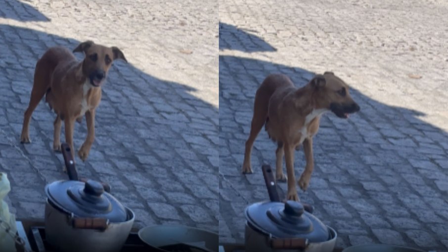 Cachorro caramelo faz visita inesperada durante almoço Cachorro caramelo faz visita inesperada durante almoço