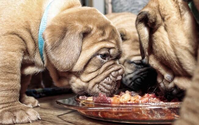 Antes de trocar a dieta, consulte um veterinário e um nutricionista animal para saber se o seu cão pode comer carne crua