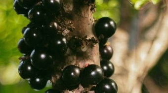 3%20das%20melhores%20frutas%20do%20mundo%20s%C3%A3o%20brasileiras