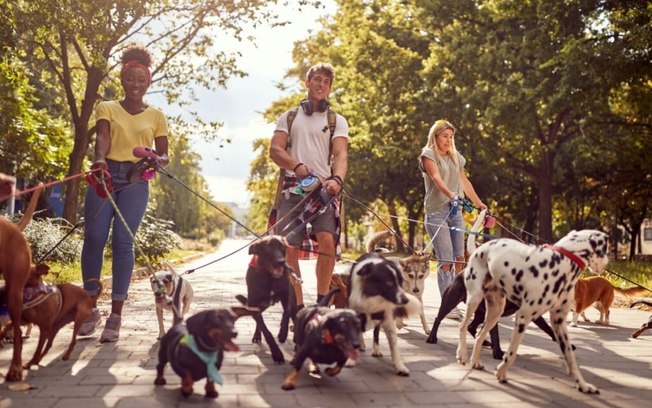 Veja como cuidar do seu animal de estimação após as férias