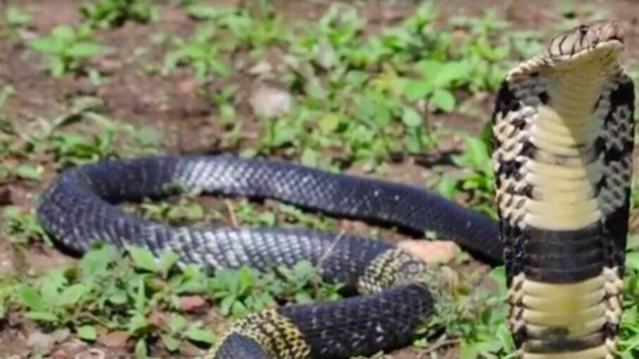 Cobra naja desaparece de casa no Texas