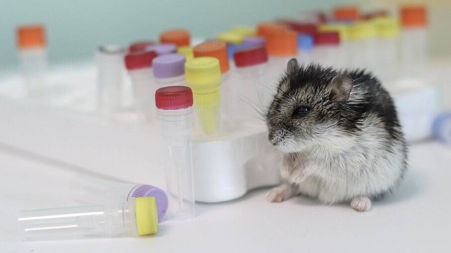 Hong Kong decide sacrificar cerca de 2 mil hamsters após identificar roedores infectados com Covid-19