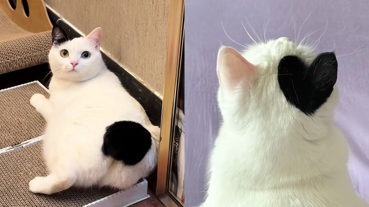 Gato com "orelha de coração" viraliza na web: "Fofo"