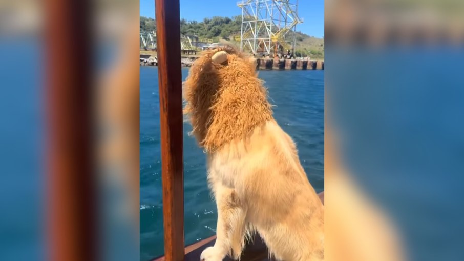Cachorro fantasiado de leão encanta em passeio de barco Cachorro fantasiado de leão encanta em passeio de barco