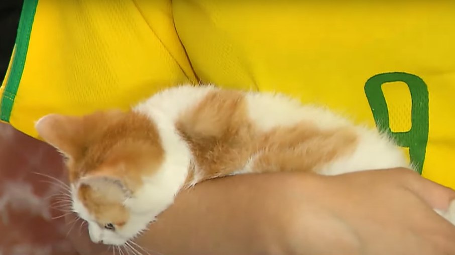 Gatinho é resgatado de cano Gatinho é resgatado de cano