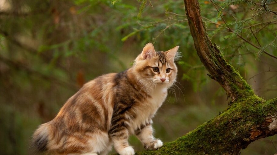Estudo revela como pandemia mudou o comportamento dos gatos no Brasil