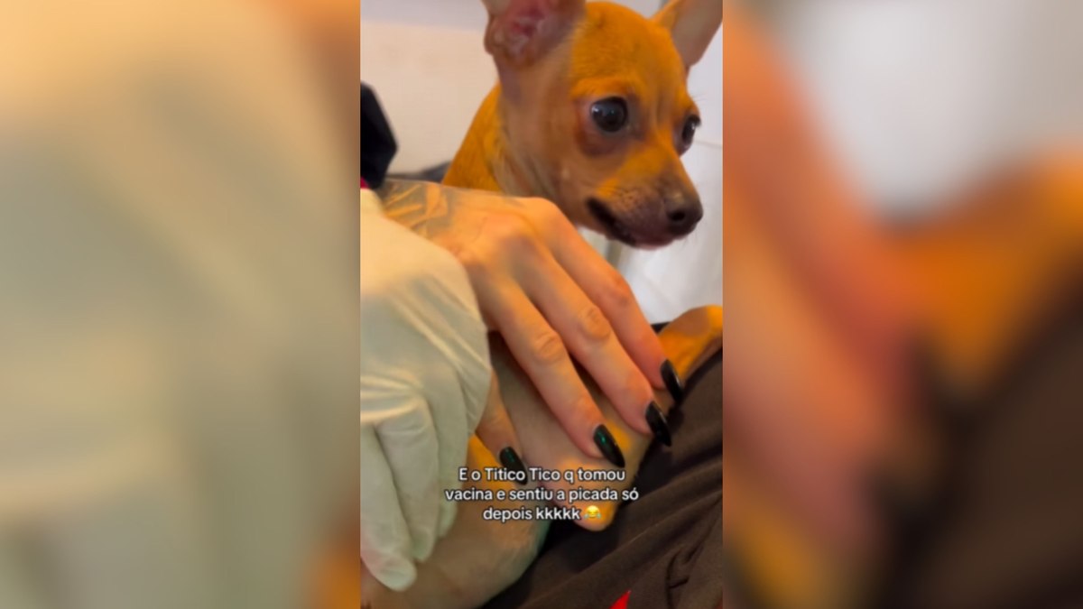 Pinscher tem reação atrasada da vacina Pinscher tem reação atrasada da vacina
