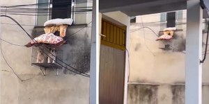 Cães ganham varanda improvisada com gaiola para aproveitar o sol