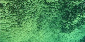 Coral gigante com mais de 2 mil anos é encontrado