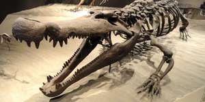 Crocodilo gigante que vivia no mar é descoberto por cientistas