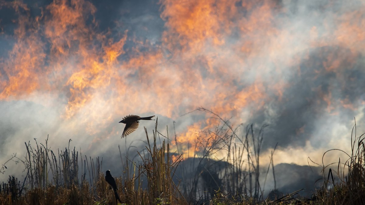 Eucaliptos de 70 anos aceleram incêndios em Portugal; entenda - QTU Questões do Universo