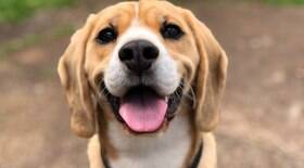 Conheça as 10 raças de cachorro que têm o temperamento feliz
