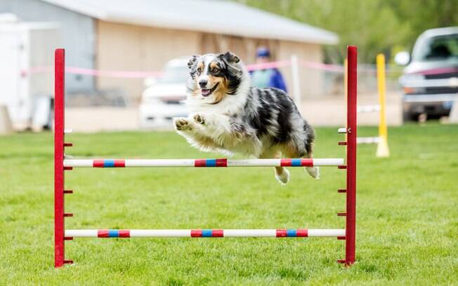 Agility: cães participam de campeonato de velocidade - Fotos - UOL Notícias