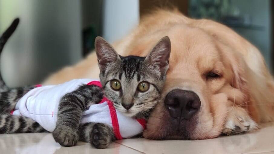 Cães e gatos podem viver juntos de forma saudável 