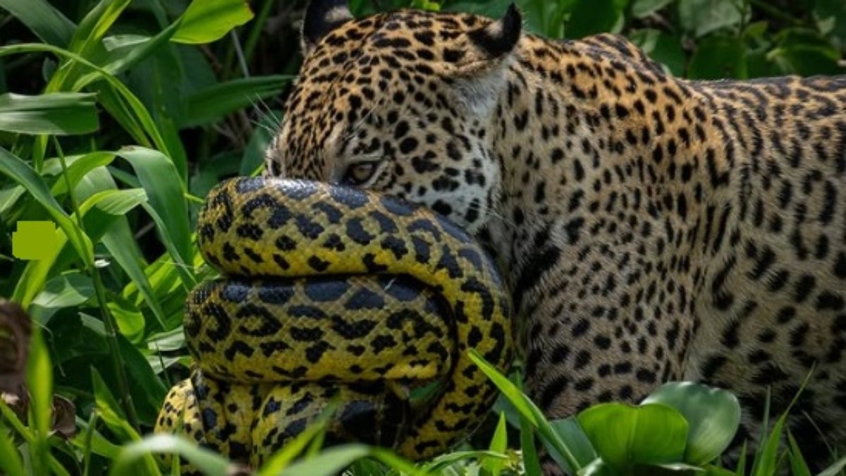 Sucuri se enrola em focinho de onça durante batalha Sucuri se enrola em focinho de onça durante batalha