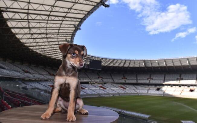A cadelinha Ginga, adotada pelo estádio do Mineirão como nova mascote