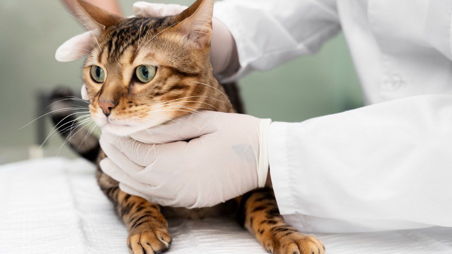Castração em gatos: qual a idade ideal? Castração em gatos: qual a idade ideal?