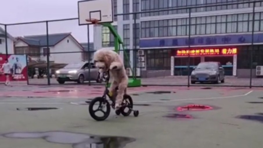 Cachorro da raça poodle viraliza ao andar de bicicleta