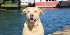 Cão herói de Brumadinho, Thor morre aos 12 anos