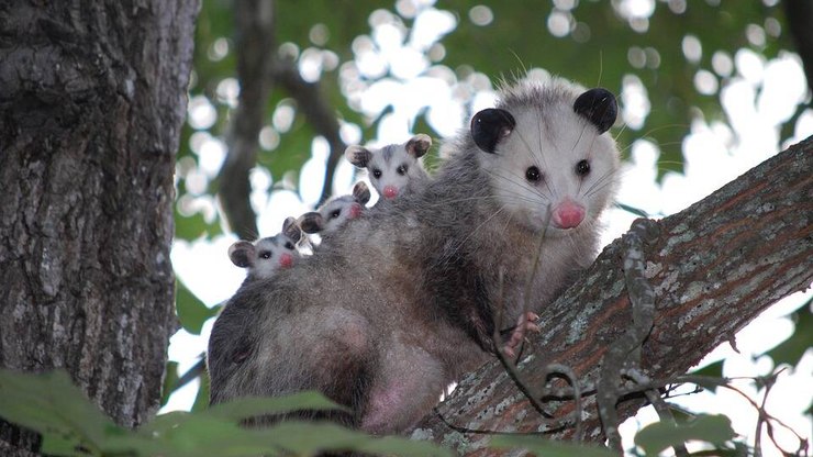Animais comuns podem ajudar a proteger sua casa; veja