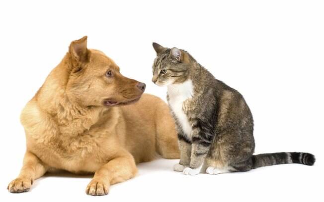 Sabia que donos de cão e gato têm diferentes personalidades?