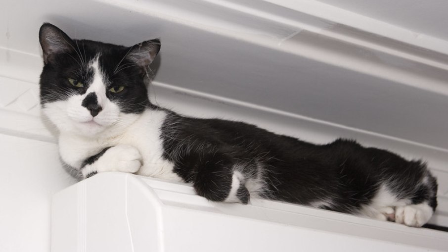 Ar condicionado pode ser um grande aliado no conforto dos pets, mas alguns cuidados devem ser tomados 