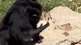 Chimpanzé tem atitude inusitada com visitante em zoológico na China