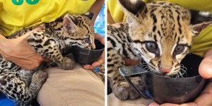 Filhote de jaguatirica é resgatado com queimaduras em incêndio