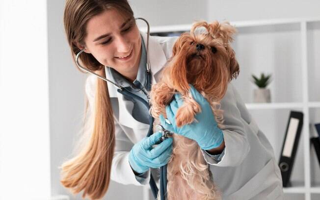 Existem diversas especialidades na medicina veterinária