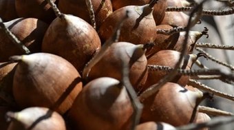 Baba%C3%A7u%20vira%20combust%C3%ADvel%20renov%C3%A1vel%20e%20impulsiona%20renda%20no%20campo