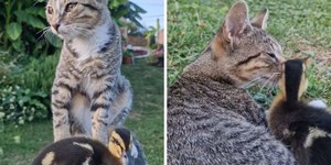 Gato e filhote de pato amigos conquistam interrnautas
