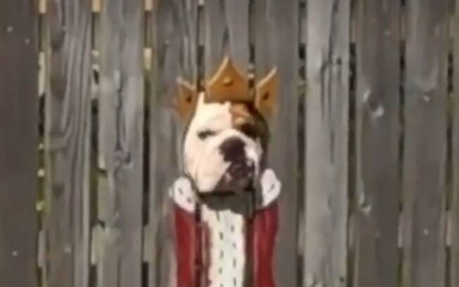 Um dos cães de rei com pintura feita na cerca