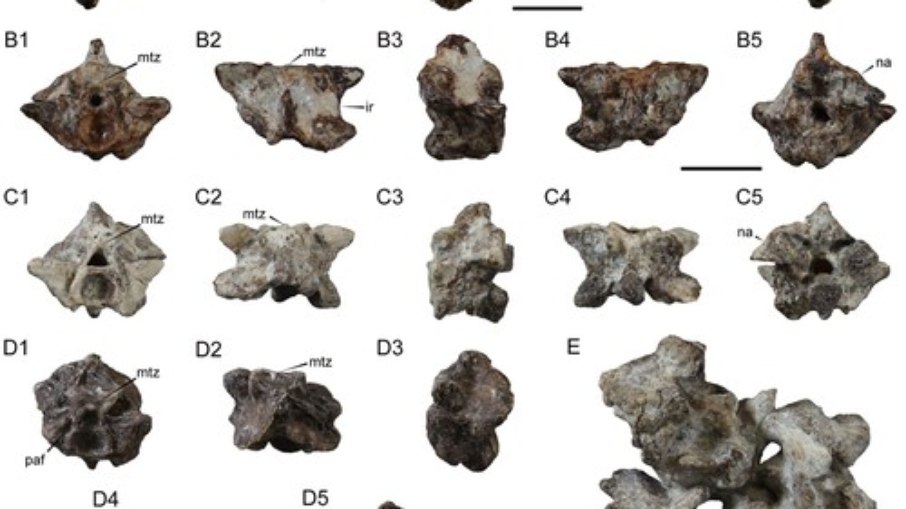 Parte das vértebras fossilizadas utilizadas no estudo.
