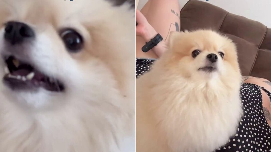 Cachorrinha Lulu da Pomerânia viraliza ao imitar som de pombo Cachorrinha Lulu da Pomerânia viraliza ao imitar som de pombo