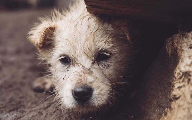 Acidentes são os principais riscos para animais perdidos