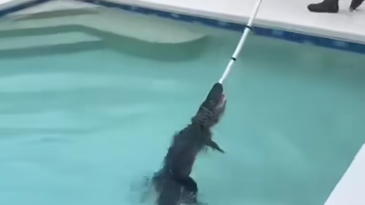 Dois jacarés são encontrados em piscinas na Flórida em um único dia Dois jacarés são encontrados em piscinas na Flórida em um único dia