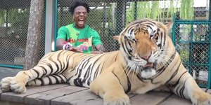 Streamer acaricia tigre dopado e causa polêmica na Tailândia