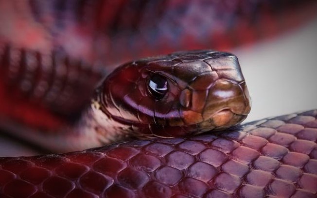 Qual é a diferença entre cobra e serpente?