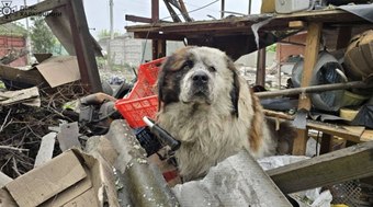 Cão sobrevivente de ataque russo comove durante resgate