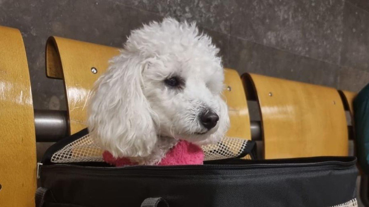 A poodle Jolie A poodle Jolie