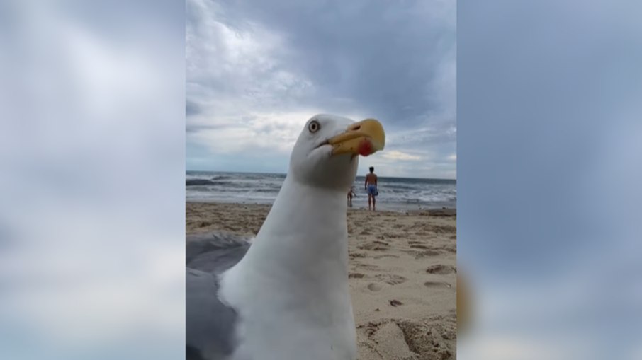 Casal tem vídeo interrompido por gaivota que roubou a cena Casal tem vídeo interrompido por gaivota que roubou a cena