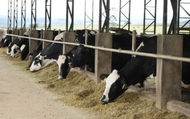 Recertificada como B Corp, Danone Brasil revela avanços acima da meta para redução de metano com programa de agricultura regenerativa