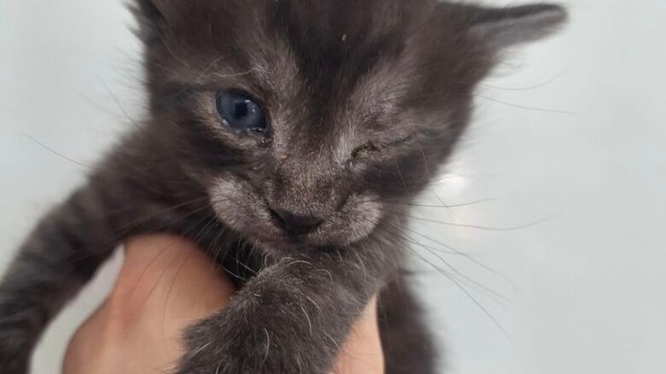 Defesa Animal resgata 18 animais em ações no Cidade Jardim e Jacobucci