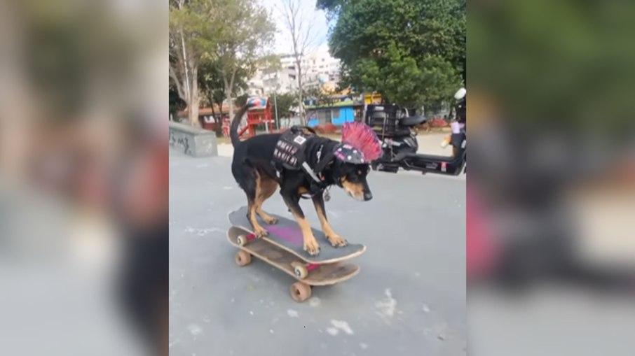 Cachorrinha skatista impressiona ao mostrar suas habilidades Cachorrinha skatista impressiona ao mostrar suas habilidades