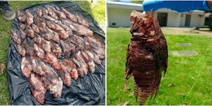 Pescadores capturam 440 peixes-leão invasores em Porto Seguro