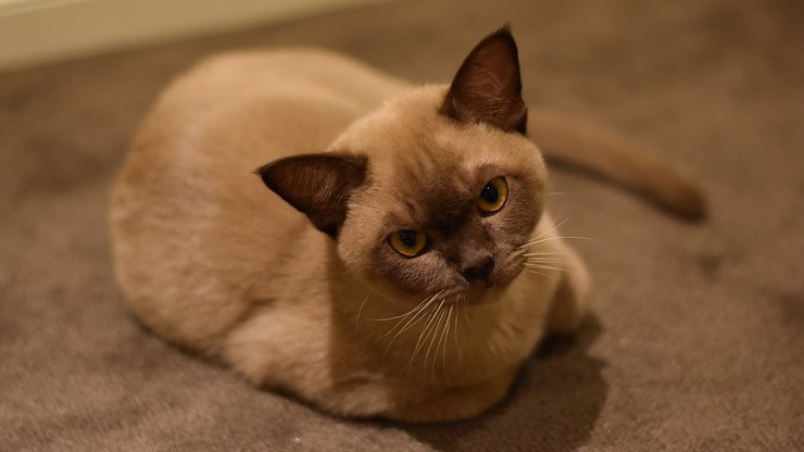 Guia de Raças: Birmanês, um gato conhecido como um 'labrador felino'