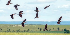 Proteção da biodiversidade no mundo demanda mais US$1,3 trilhão