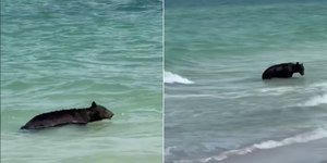 Urso surpreende banhistas em praia de Naples, na Flórida