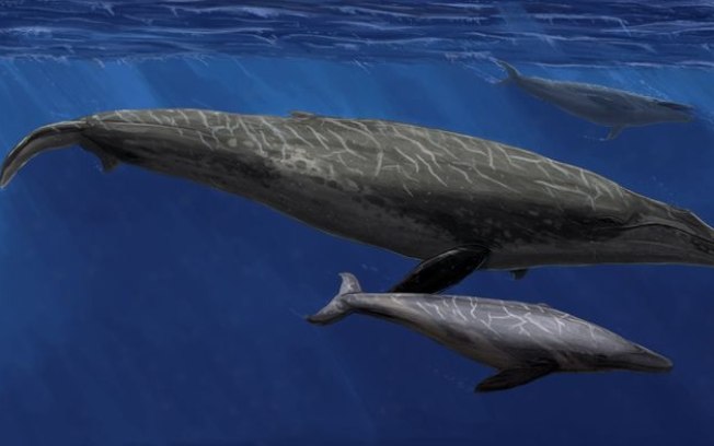 Baleias evoluíram seu enorme tamanho no hemisfério sul